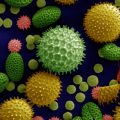Tiny Grains, Giant Stories: What Ancient Pollen Reveals About Earth’s Past