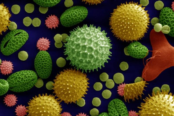 Tiny Grains, Giant Stories: What Ancient Pollen Reveals About Earth’s Past
