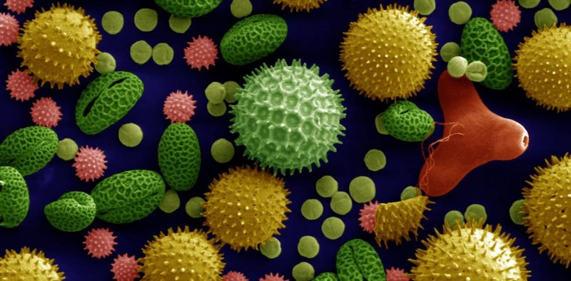 Tiny Grains, Giant Stories: What Ancient Pollen Reveals About Earth’s Past