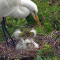 Avian Adventures in St. Augustine: A Mother’s Day Tribute