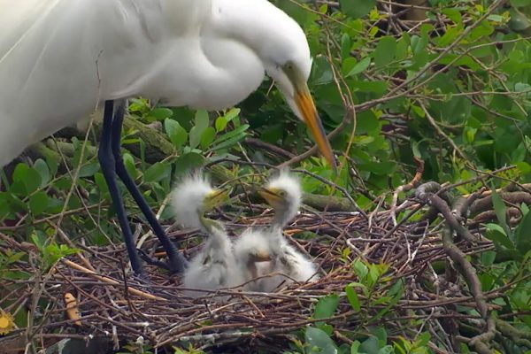 Avian Adventures in St. Augustine: A Mother’s Day Tribute