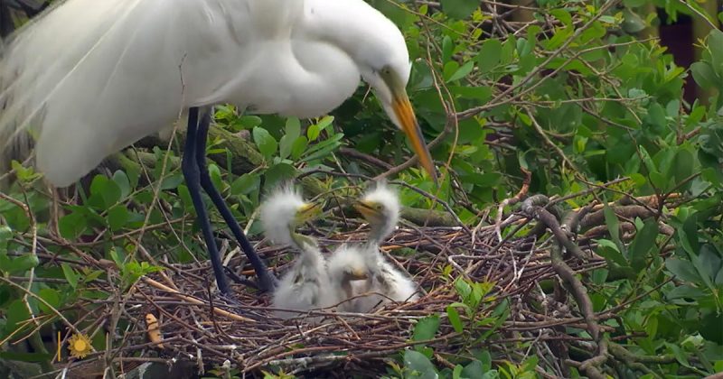 Avian Adventures in St. Augustine: A Mother’s Day Tribute