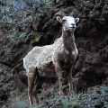 Majestic Mountain Giants: A Glimpse into the Lives of Rocky Mountain Bighorn Sheep