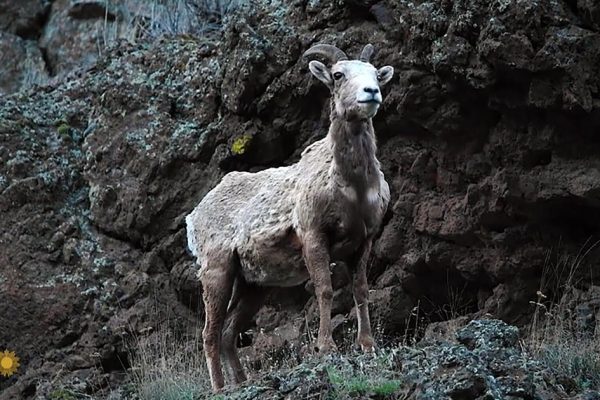 Majestic Mountain Giants: A Glimpse into the Lives of Rocky Mountain Bighorn Sheep