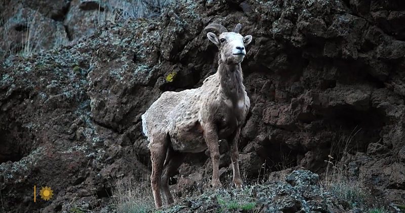 Majestic Mountain Giants: A Glimpse into the Lives of Rocky Mountain Bighorn Sheep