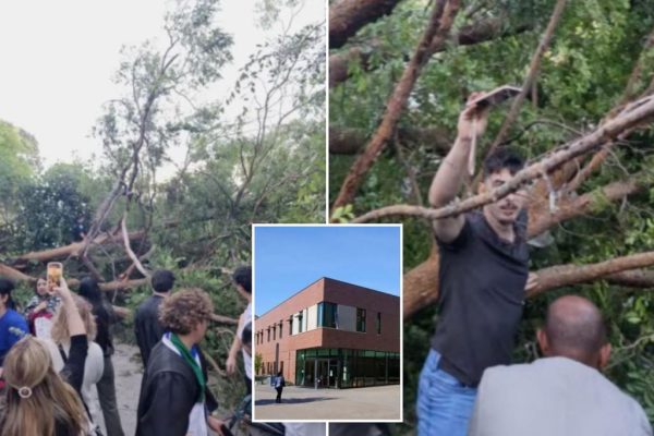 Graduation Day Disaster: Falling Tree Injures Dozen at Diablo Valley College Ceremony