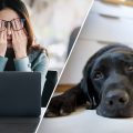 Is Your Work Stress Making Your Dog Anxious?