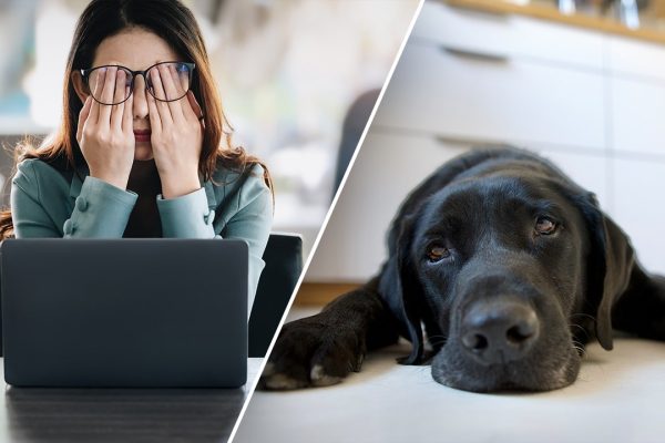 Is Your Work Stress Making Your Dog Anxious?