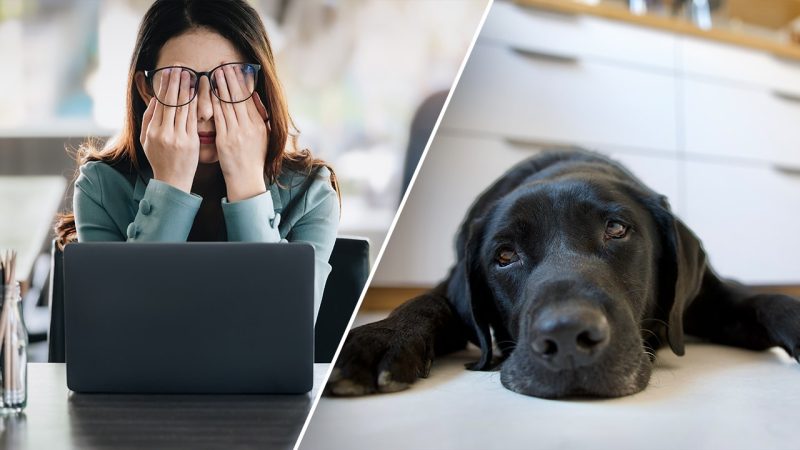 Is Your Work Stress Making Your Dog Anxious?