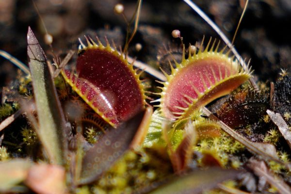 Witness the Wonder: A Close Encounter with Venus Flytraps in the Carolinas