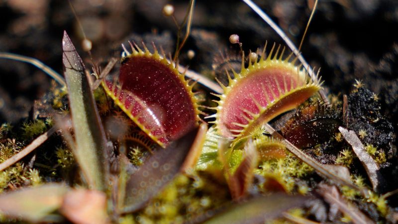 Witness the Wonder: A Close Encounter with Venus Flytraps in the Carolinas