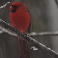 Winter Wonderland: A Cardinal’s Tale