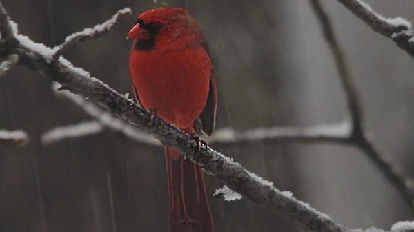 Winter Wonderland: A Cardinal’s Tale