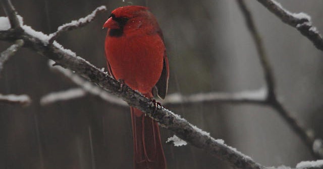 Winter Wonderland: A Cardinal’s Tale