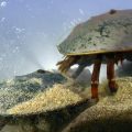 Maine’s Ancient Wonders: A Glimpse into the World of Horseshoe Crabs