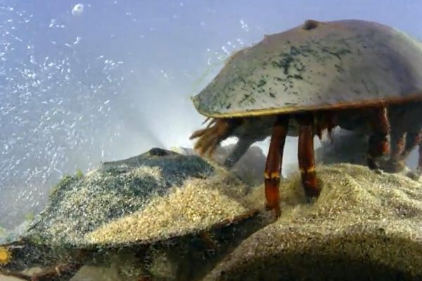 Maine’s Ancient Wonders: A Glimpse into the World of Horseshoe Crabs