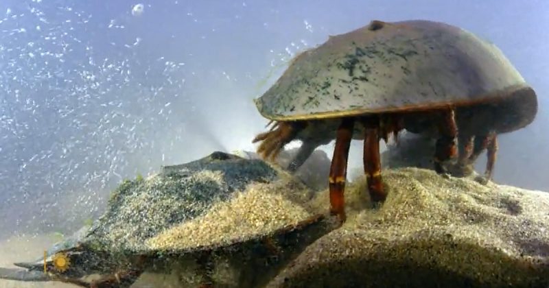 Maine’s Ancient Wonders: A Glimpse into the World of Horseshoe Crabs