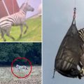 Ed the Zebra’s Wild Week: From Runaway to Rescue!