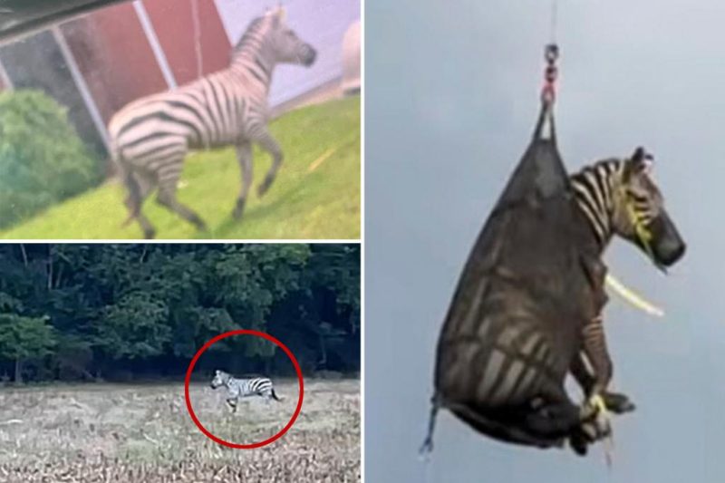 Ed the Zebra’s Wild Week: From Runaway to Rescue!