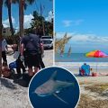 Shark Attacks Cast a Shadow on the Start of Summer Beach Season