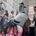 Coo-Coo for Awards! Artist Wins Big Impersonating a Pigeon