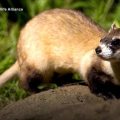 San Diego Zoo’s Bold Gamble: Cloning Endangered Species to Beat Extinction