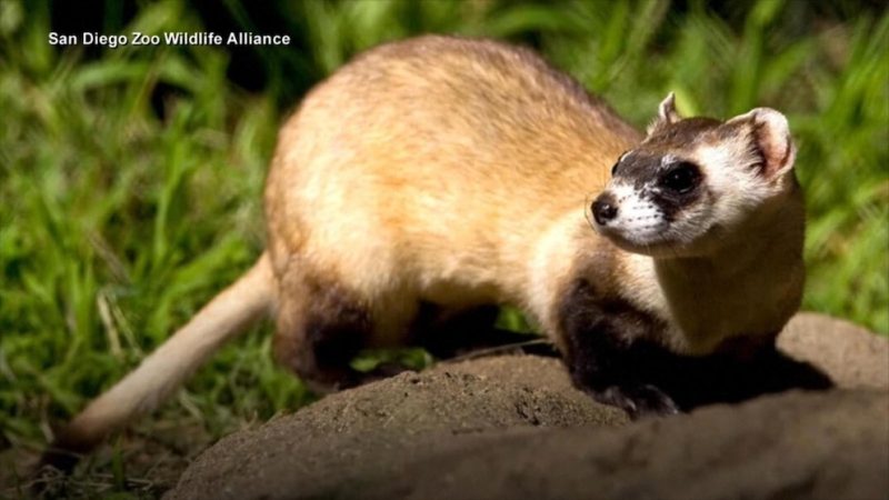 San Diego Zoo’s Bold Gamble: Cloning Endangered Species to Beat Extinction