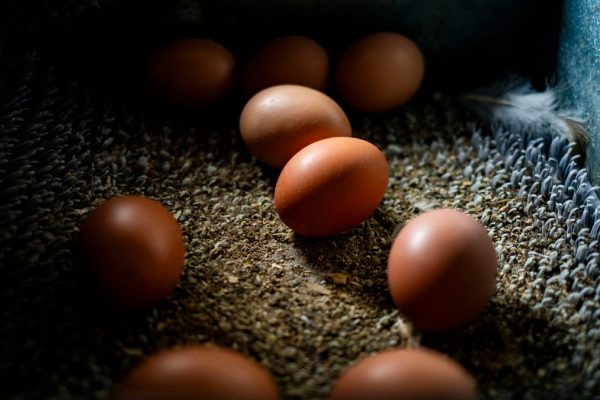 Egg-cellent Recall! 1.7 Million Eggs Recalled Due to Salmonella Outbreak