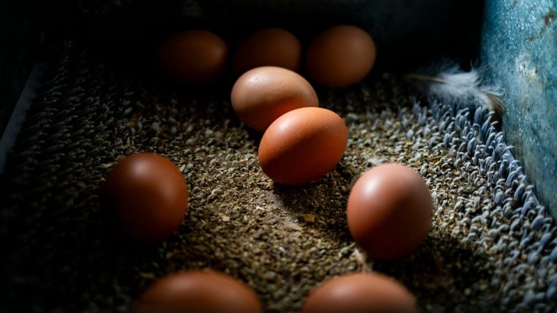 Egg-cellent Recall! 1.7 Million Eggs Recalled Due to Salmonella Outbreak