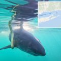 Jaws’ Anniversary Gets a Real-Life Thrill: 11-Foot Great White Spotted Off NJ Coast!