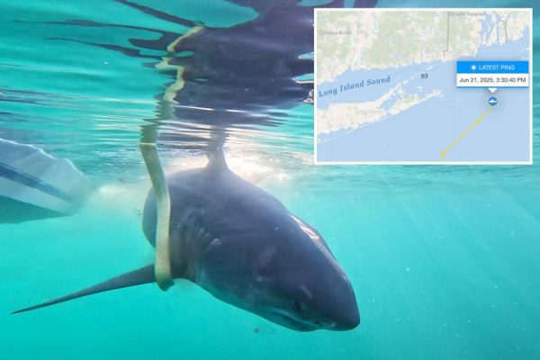 Jaws’ Anniversary Gets a Real-Life Thrill: 11-Foot Great White Spotted Off NJ Coast!