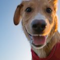 Decoding the Canine Mind: Can We Ever Truly Understand Our Dogs?