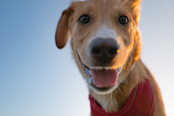 Decoding the Canine Mind: Can We Ever Truly Understand Our Dogs?