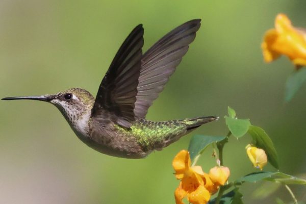 Are Your Hummingbird Feeders Killing More Than They’re Helping?