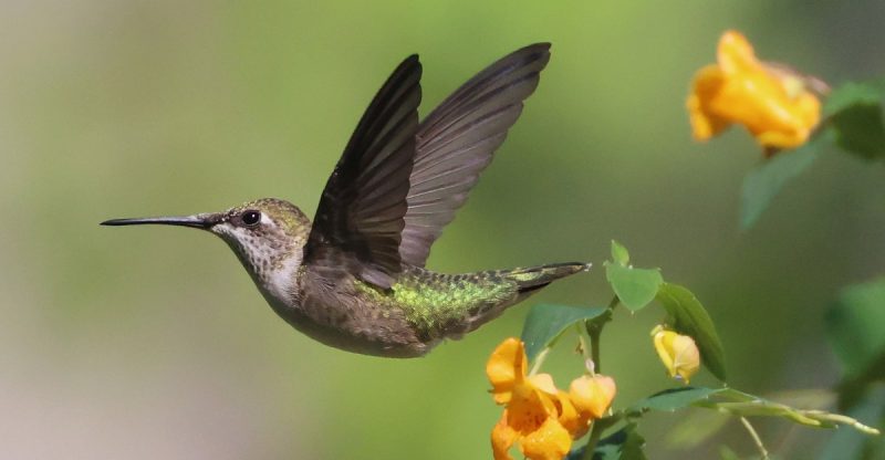 Are Your Hummingbird Feeders Killing More Than They’re Helping?