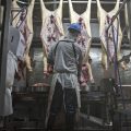 The Hidden Scars of Slaughter: The Psychological Toll on Meat Workers