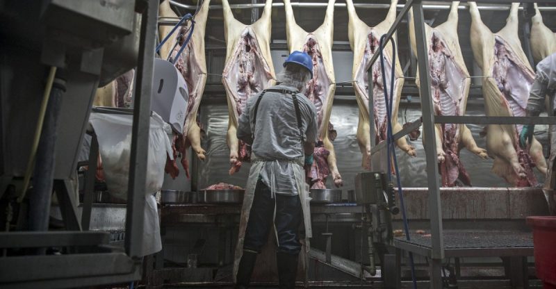 The Hidden Scars of Slaughter: The Psychological Toll on Meat Workers