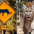 Arizona Man’s Deadly Encounter: Cougar Attack Leads to Self-Defense Shooting