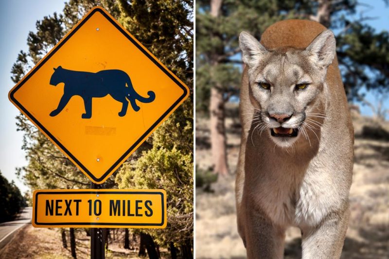Arizona Man’s Deadly Encounter: Cougar Attack Leads to Self-Defense Shooting