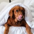 The Purrfect (and Dog-gone Good!) Place for Your Pup to Sleep This Winter