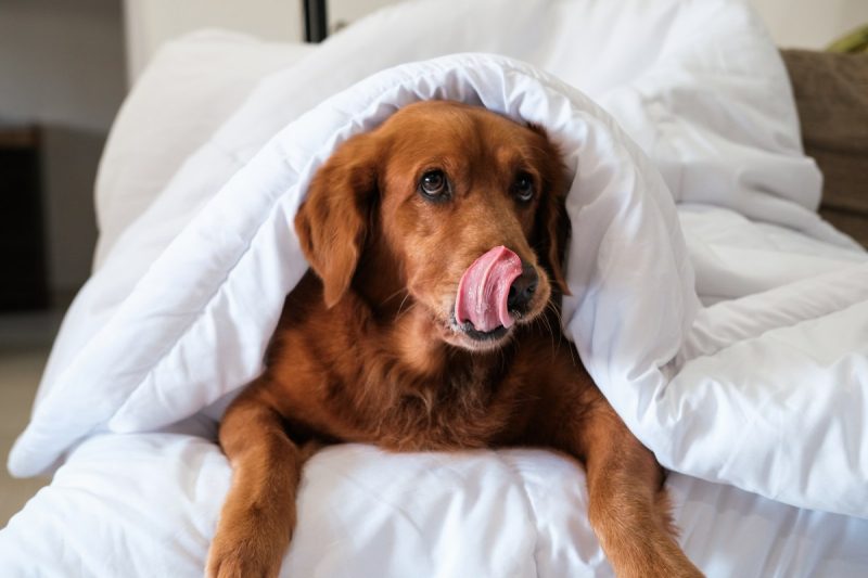 The Purrfect (and Dog-gone Good!) Place for Your Pup to Sleep This Winter