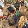 Rhino Dehorning: A Controversial Conservation Success?