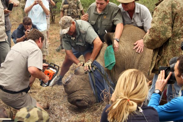 Rhino Dehorning: A Controversial Conservation Success?