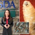 Fighting Flies with Flies: The $8.5 Million Fly Factory in Texas