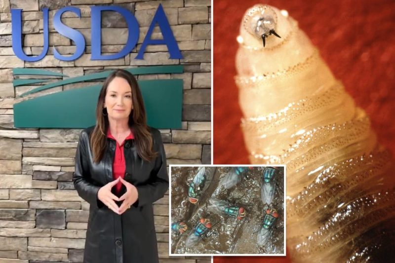 Fighting Flies with Flies: The $8.5 Million Fly Factory in Texas