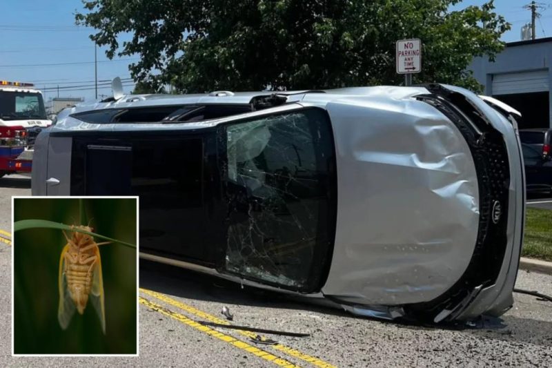 Cicada Chaos: Ohio Driver’s Terrifying Encounter Leads to SUV Rollover