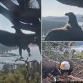 Gizmo Takes Flight: Big Bear’s Famous Eagle Chick Soars!