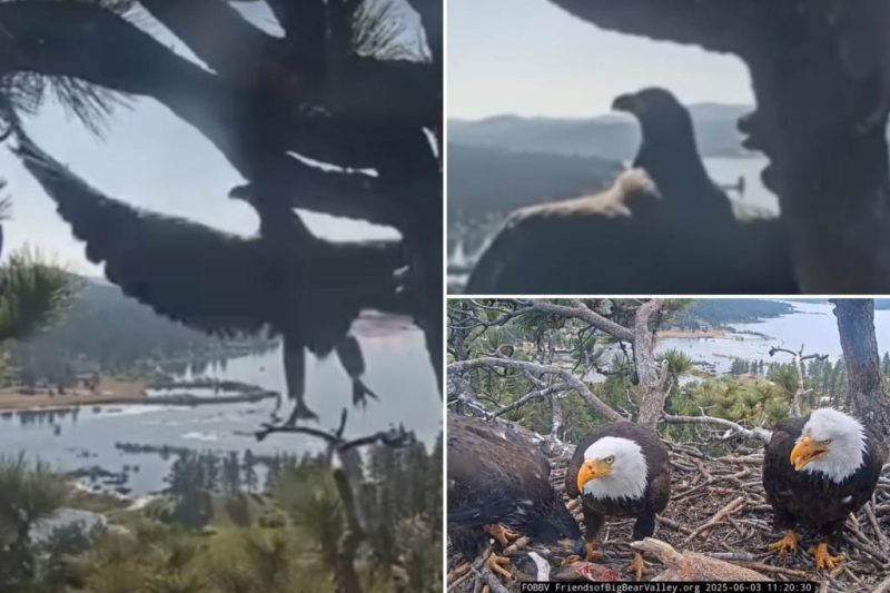 Gizmo Takes Flight: Big Bear’s Famous Eagle Chick Soars!