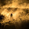 A Week in Pictures: From Highland Cows to Global Conflicts