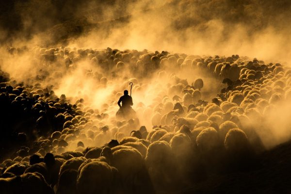 A Week in Pictures: From Highland Cows to Global Conflicts